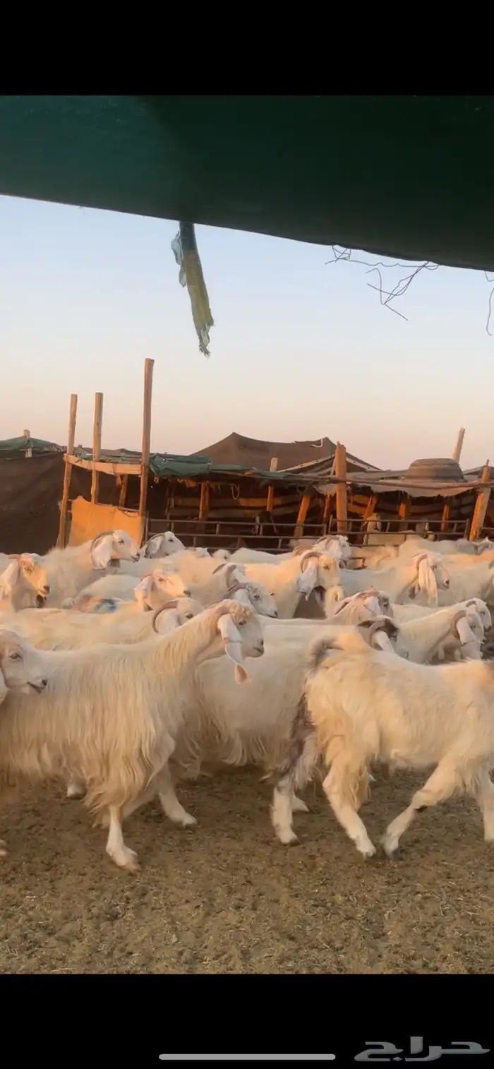 معزا مصريات مراح بفحولها 31