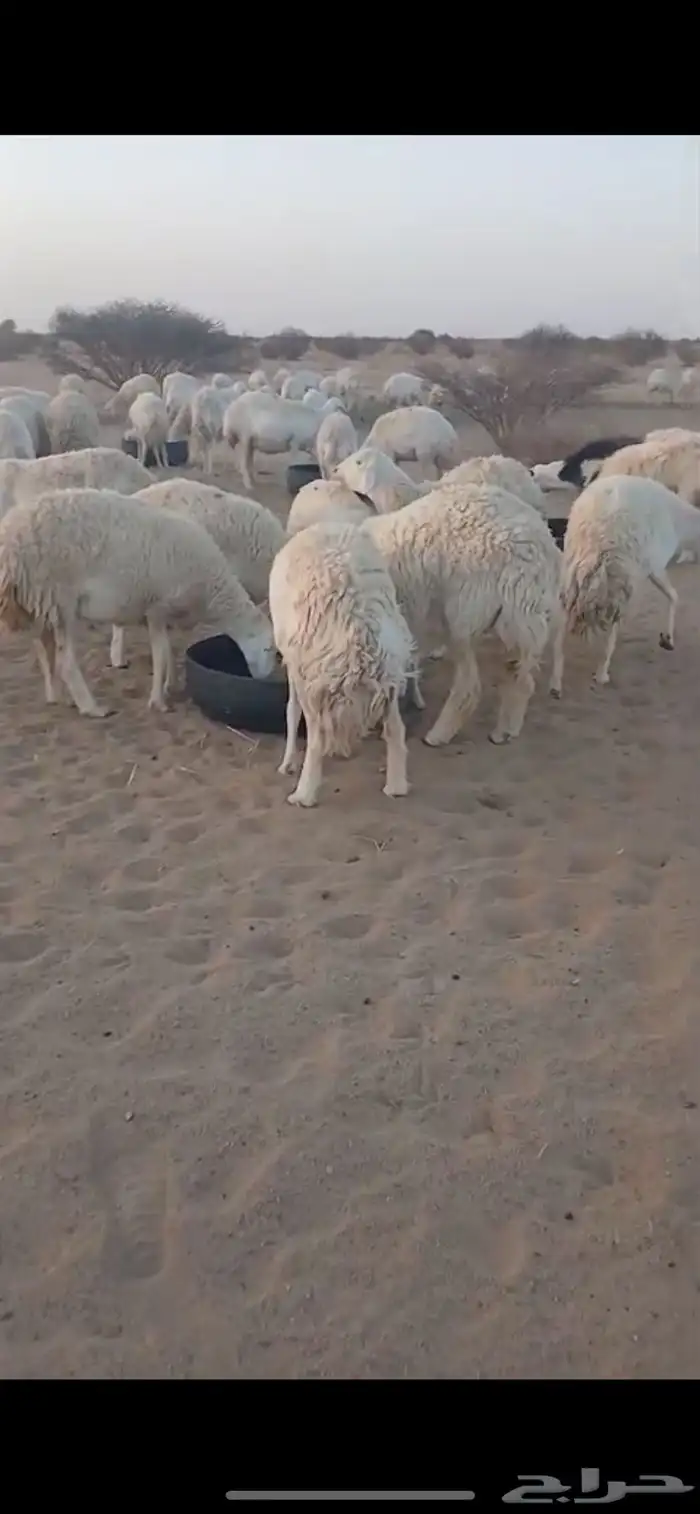 غنم صنف مراح واحد 0