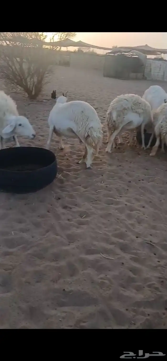 غنم صنف مراح واحد 3