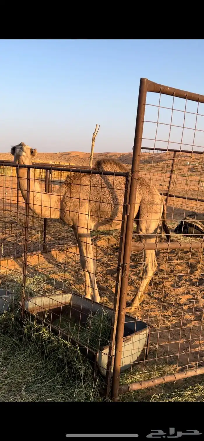 قعود على مشاكس 0