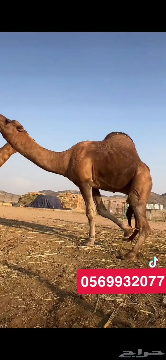 بعير جمل ساحلي 10
