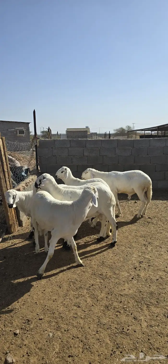 سواكن مرابي فل 4