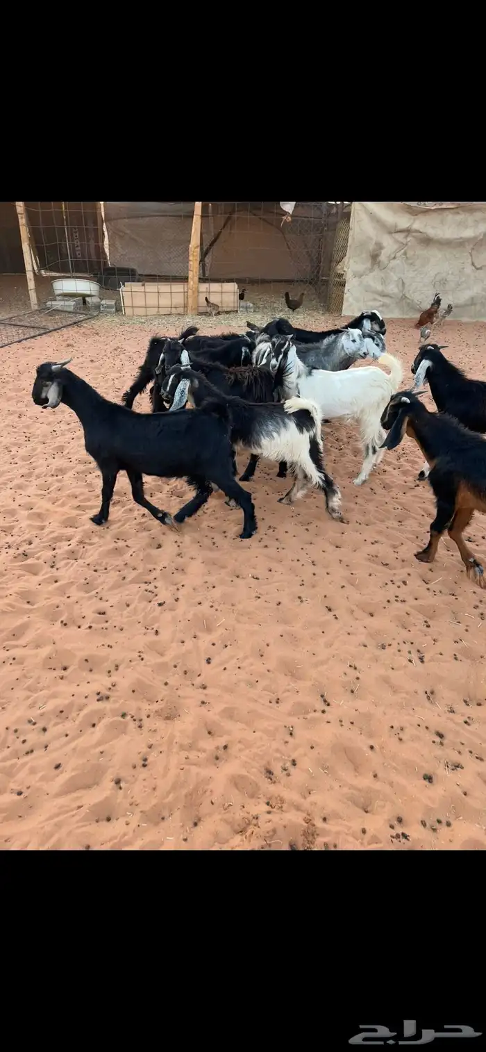 غنم تيوس عوارض العدد 17 للبيع الموقع الخرج 5