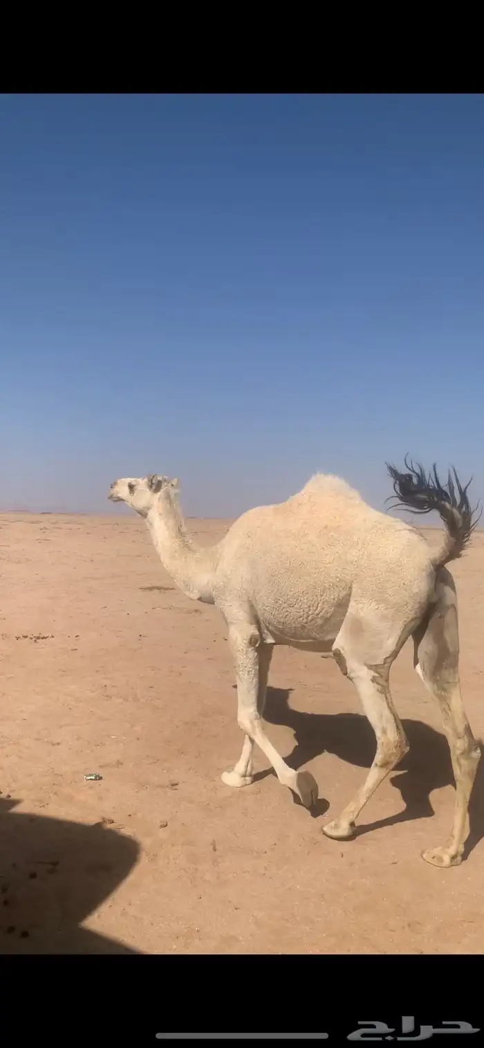 لبيع بكره وضحاء ملاقي قريب ولدتها سنها ثنيه 4