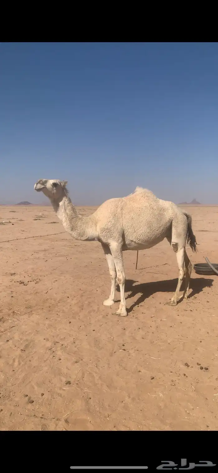 لبيع بكره وضحاء ملاقي قريب ولدتها سنها ثنيه 2