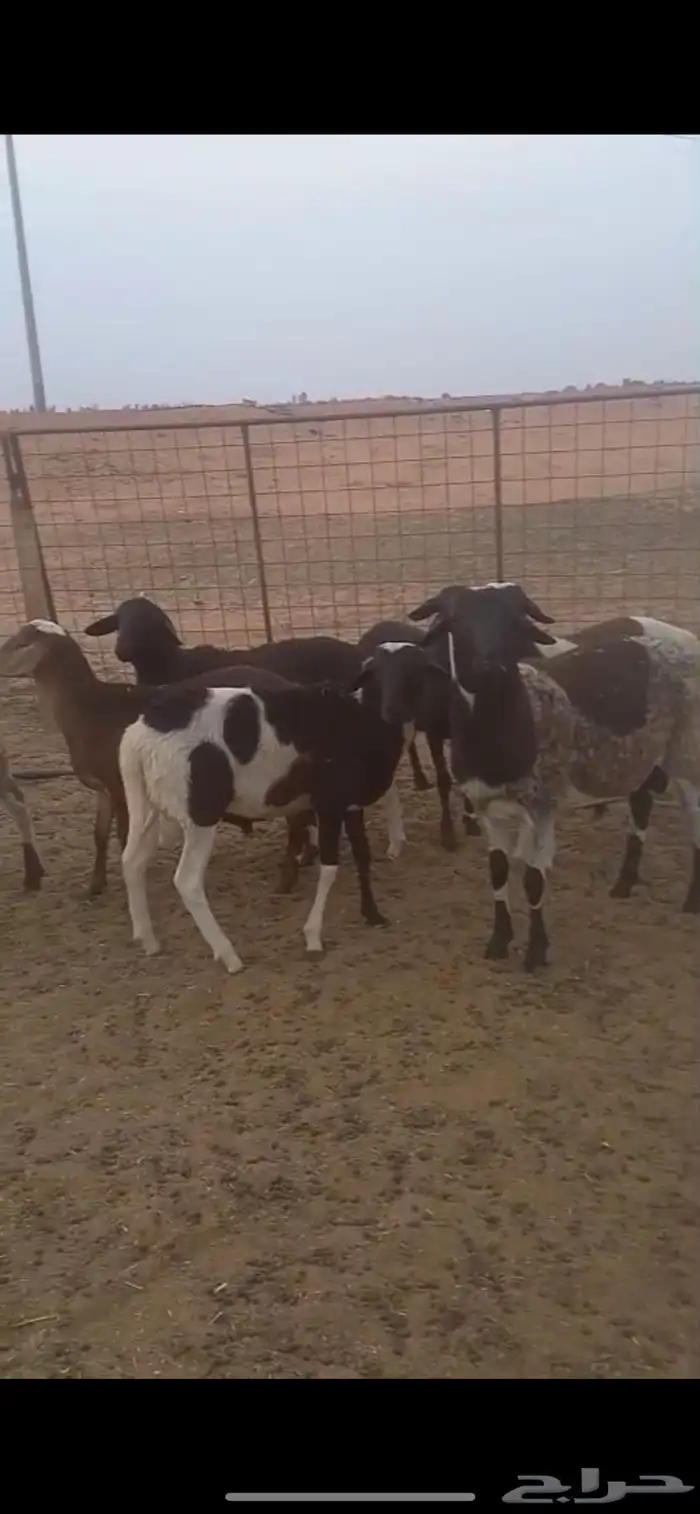 خرفان هجين دورب وبربري 1