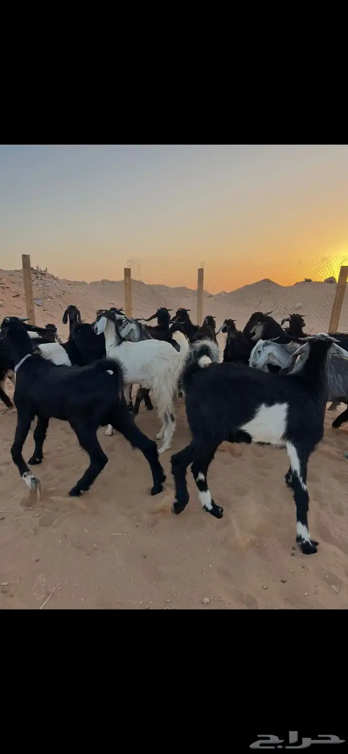 غنم تيوس عوارض العدد 17 للبيع الموقع الخرج 3