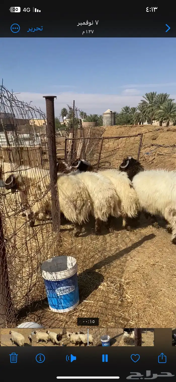 طليان نعيم جبره 3