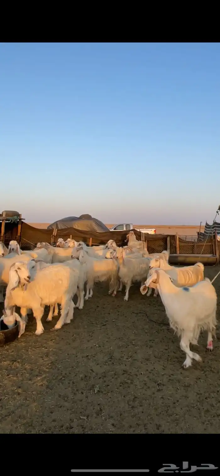 معزا مصريات مراح بفحولها 27