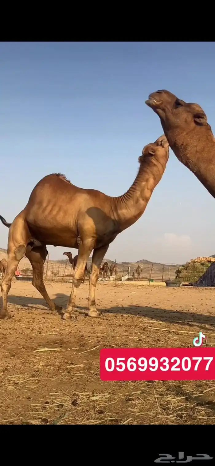 بعير جمل ساحلي 4
