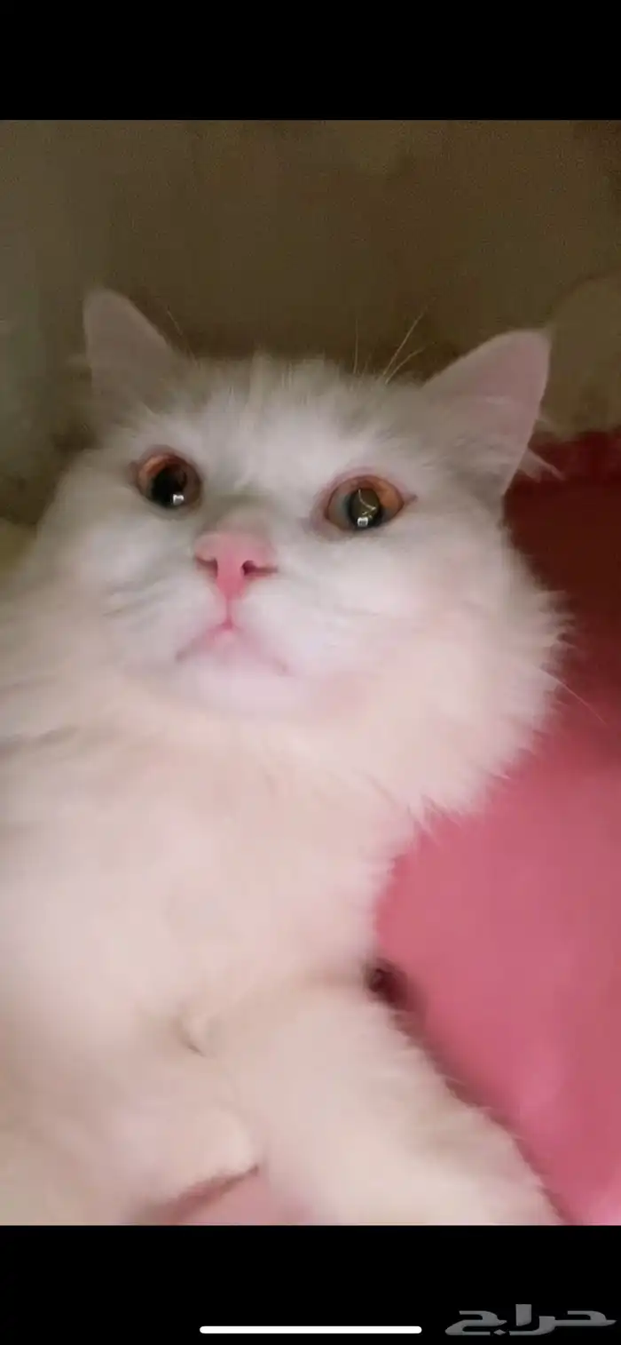 قطه مفقوده 1