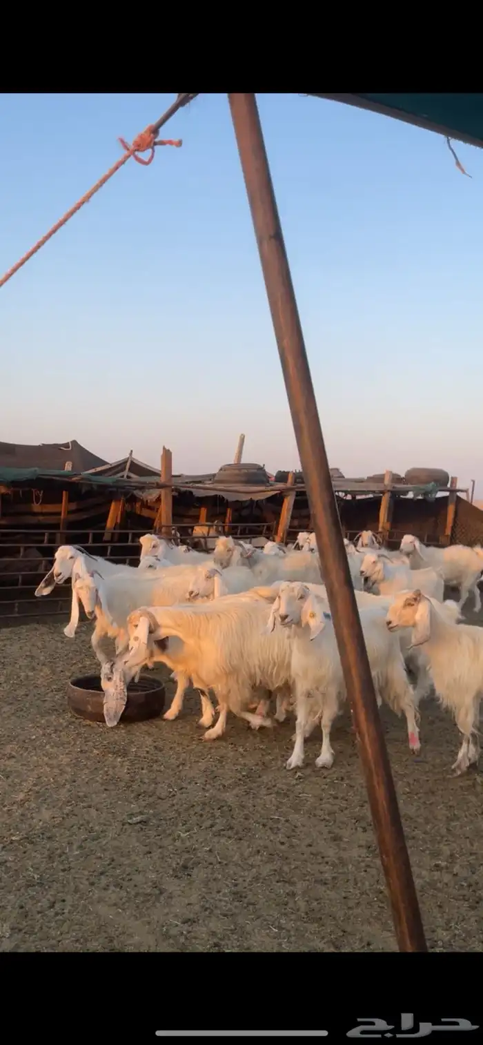 معزا مصريات مراح بفحولها 3