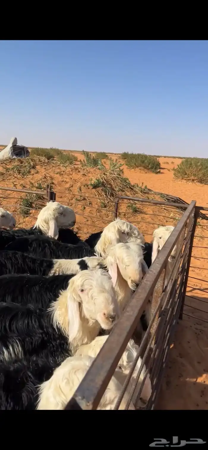 طليان ذبايح 3