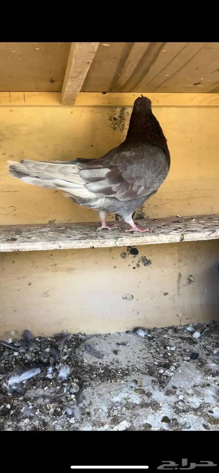 حمام قطيفي للبيع (تم البيع ) 3