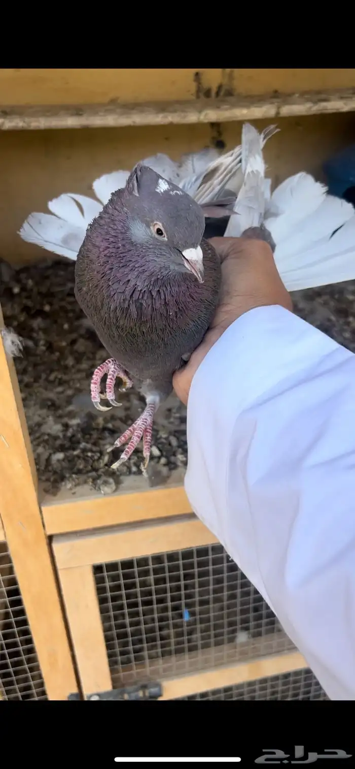 حمام قطيفي للبيع (تم البيع ) 4