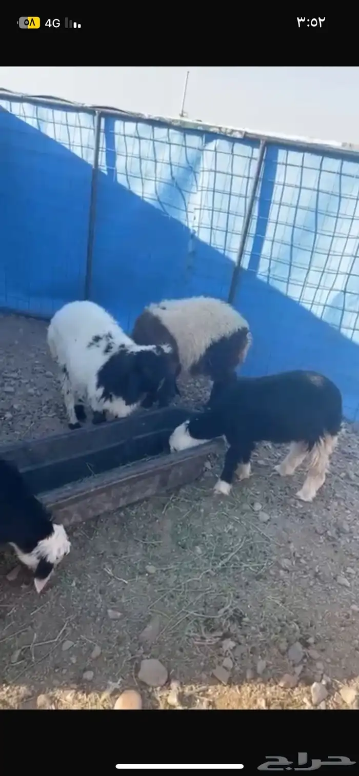 رخال نعيم ونجديات للبيع على السوم 0