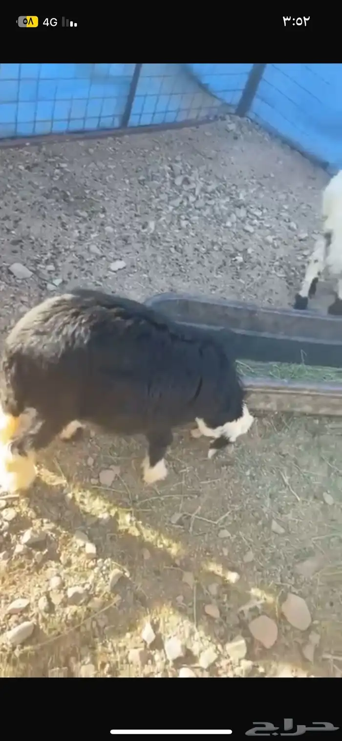 رخال نعيم ونجديات للبيع على السوم 1