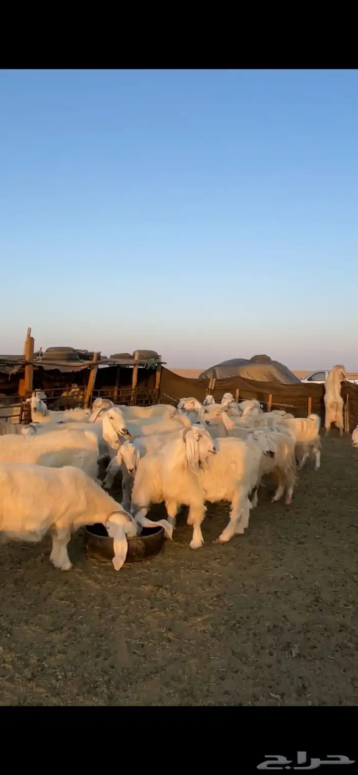 معزا مصريات مراح بفحولها 23