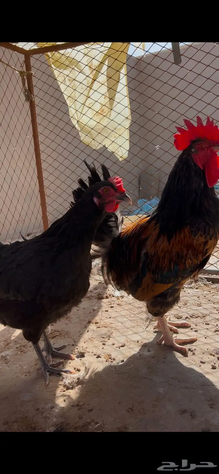 لبيع ديك ودجاجه تركي 0