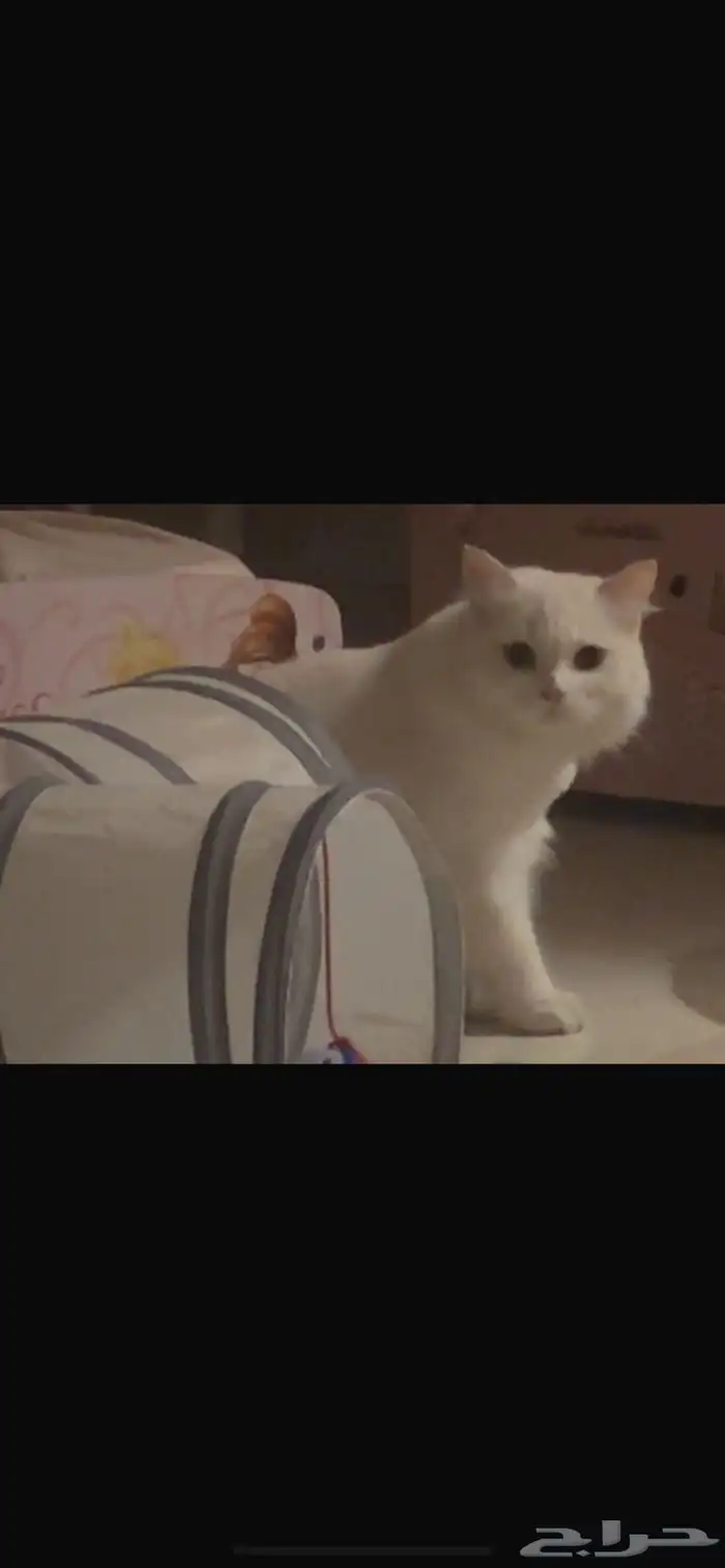 قطه مفقوده 2