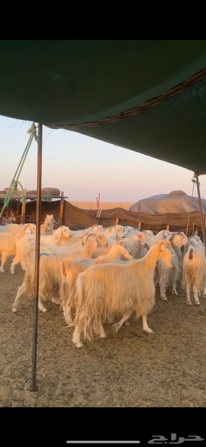 معزا مصريات مراح بفحولها 4