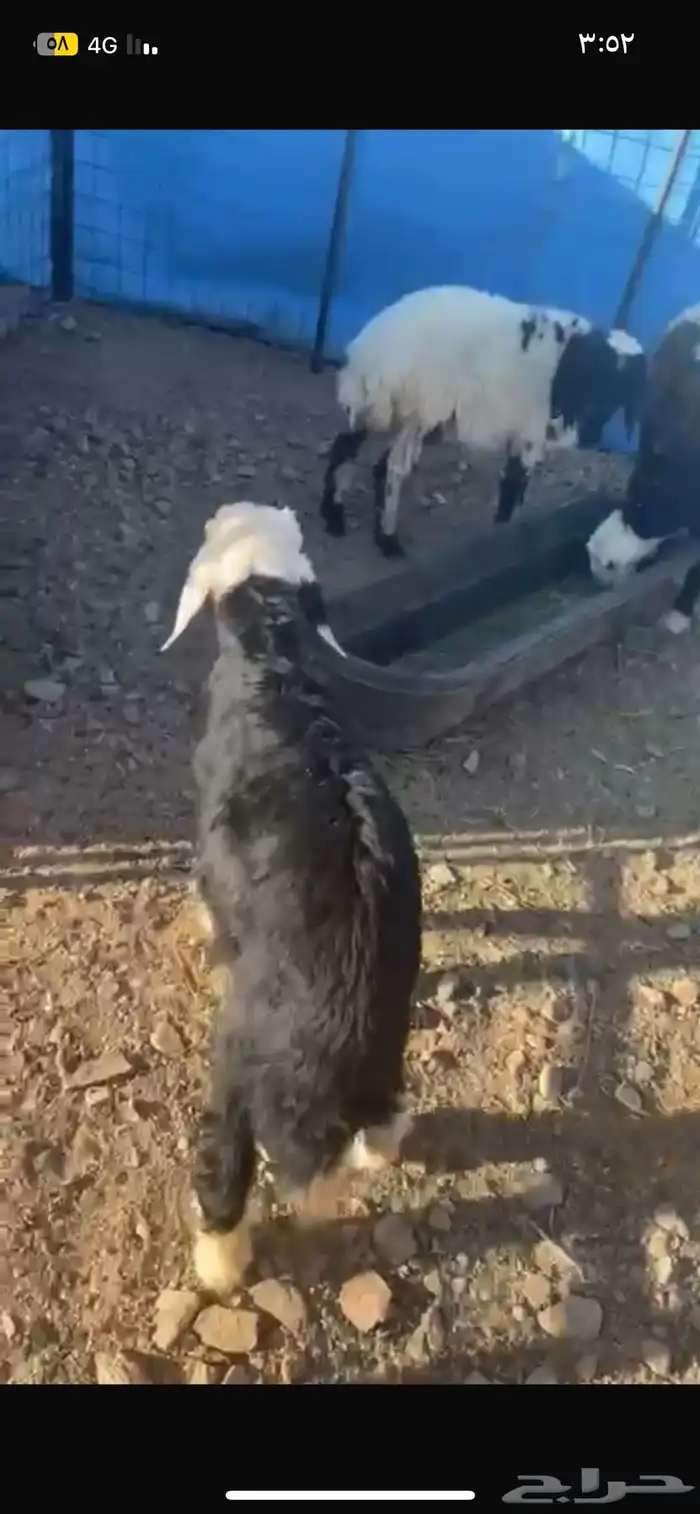 رخال نعيم ونجديات للبيع على السوم 3