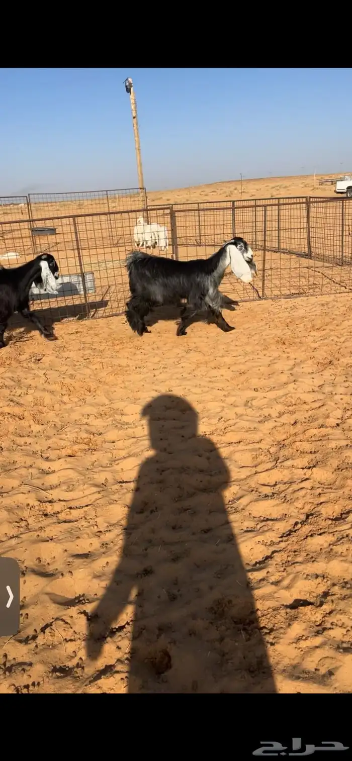 جفرات عوارض جذعات صنف 2