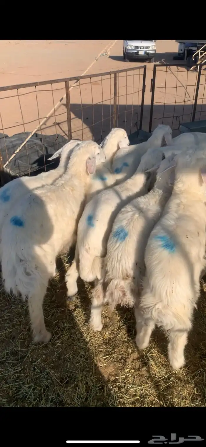 البيع بهم حري 2