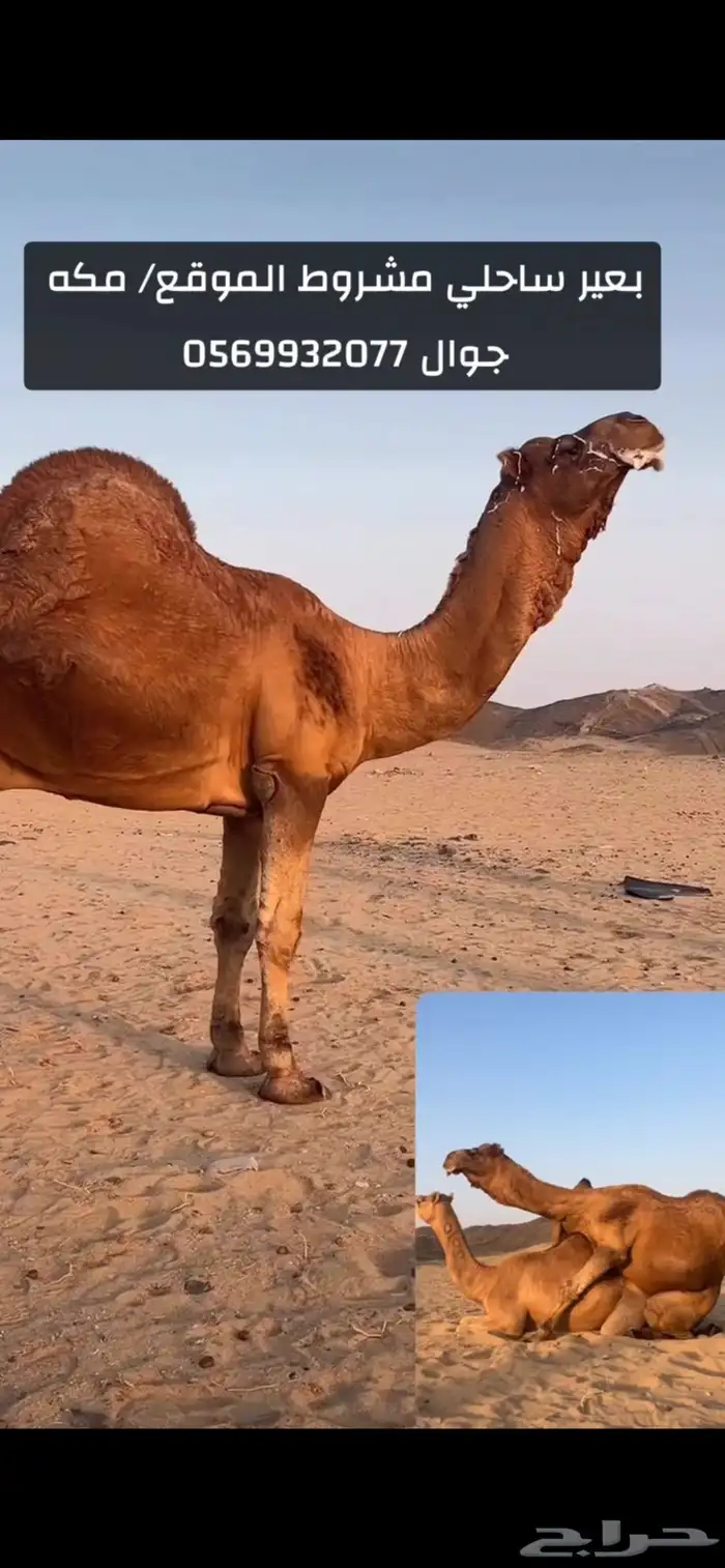 بعير جمل ساحلي 2