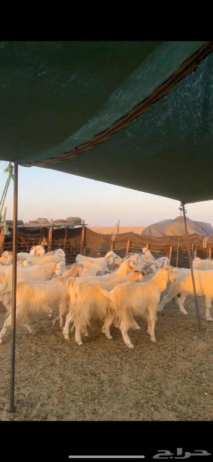 معزا مصريات مراح بفحولها 17