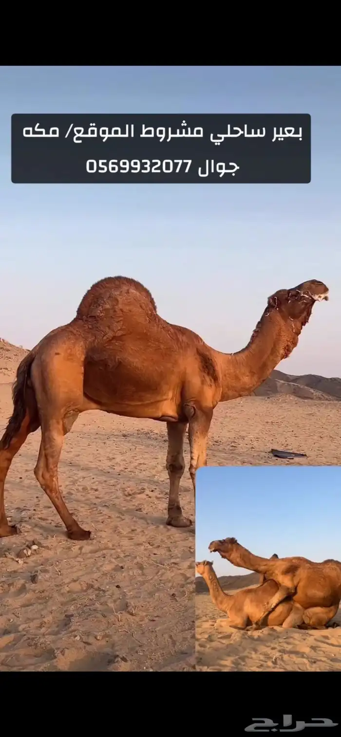 بعير جمل ساحلي 0