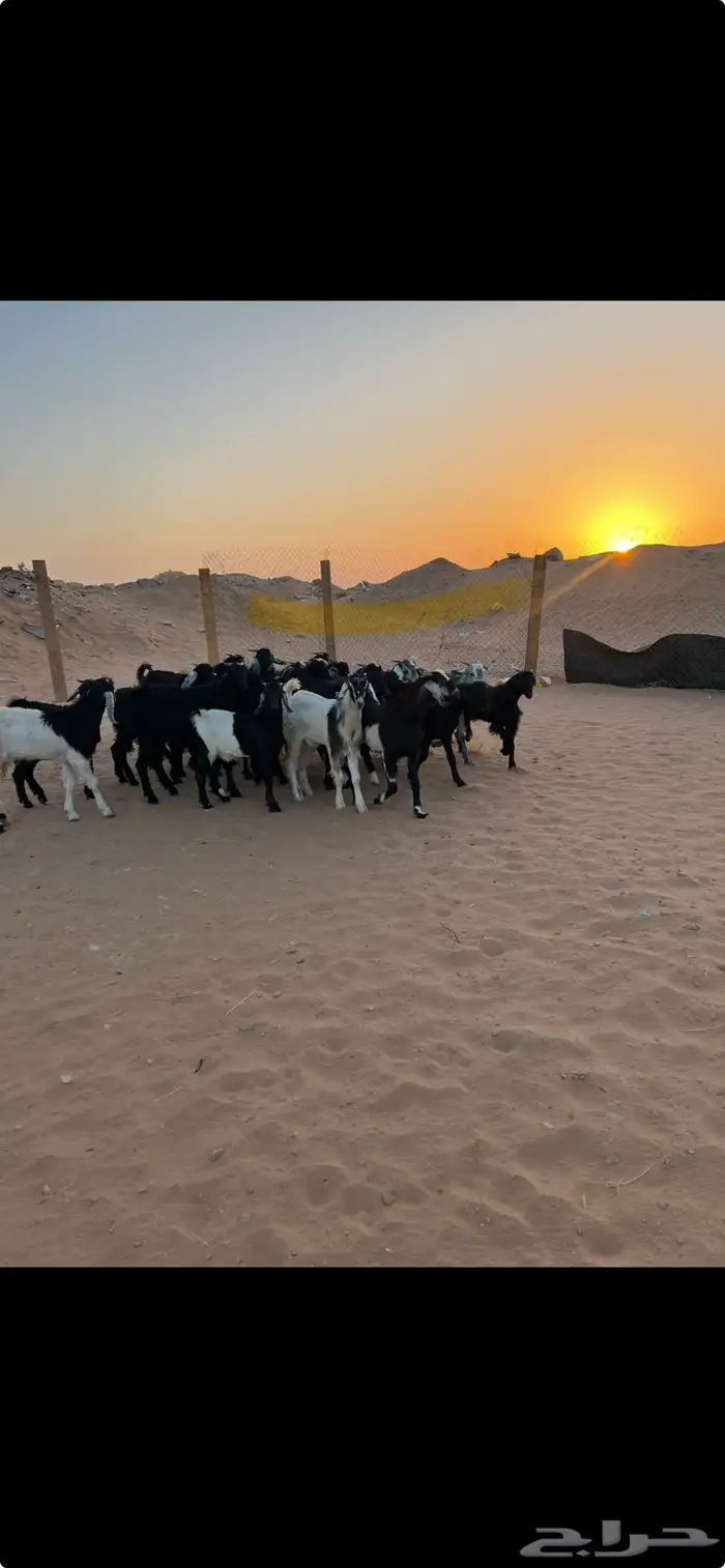 غنم تيوس عوارض العدد 17 للبيع الموقع الخرج 0