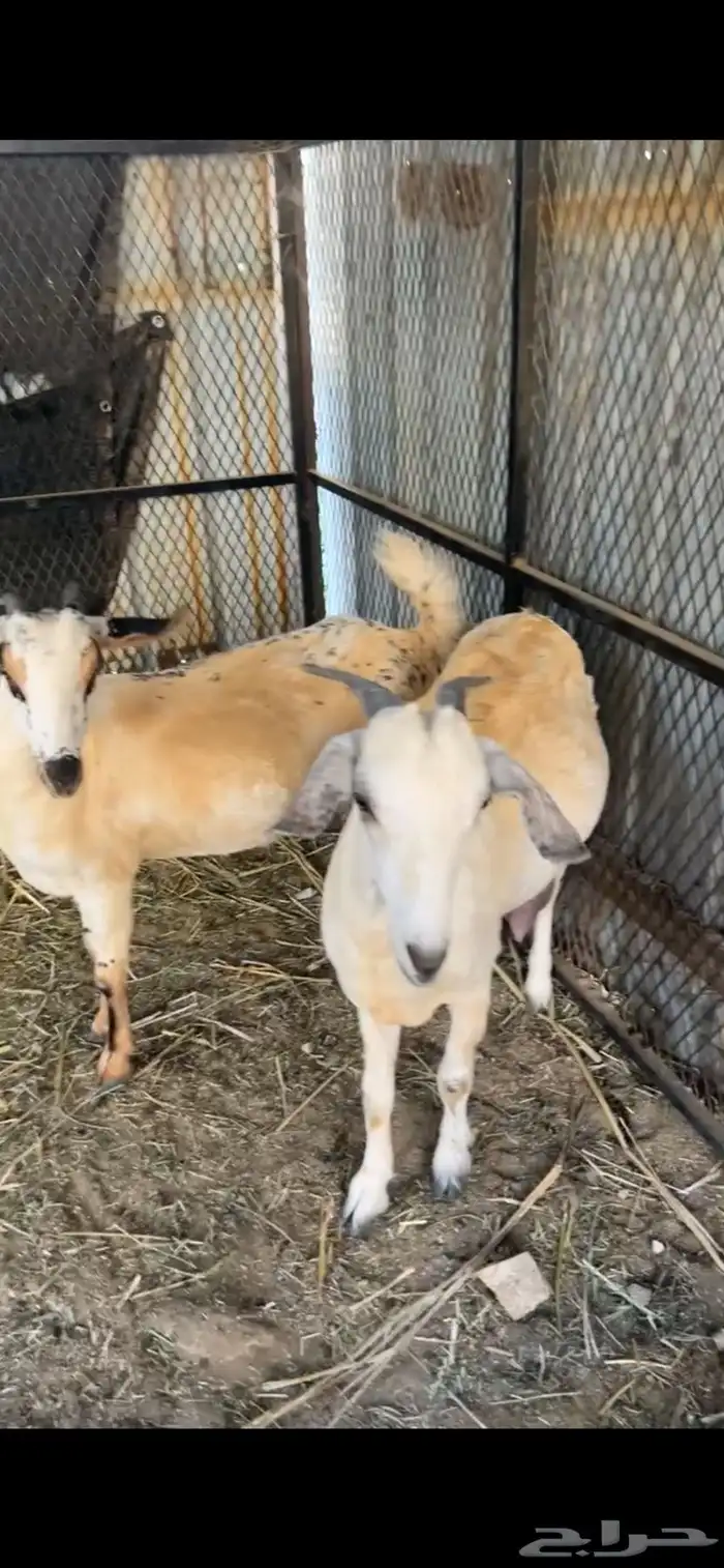 للبيع معزا بيشيات صنف 9