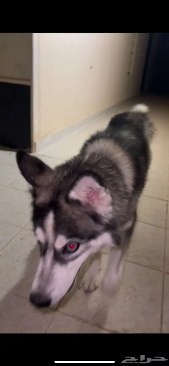 للبيع هاسكي 0