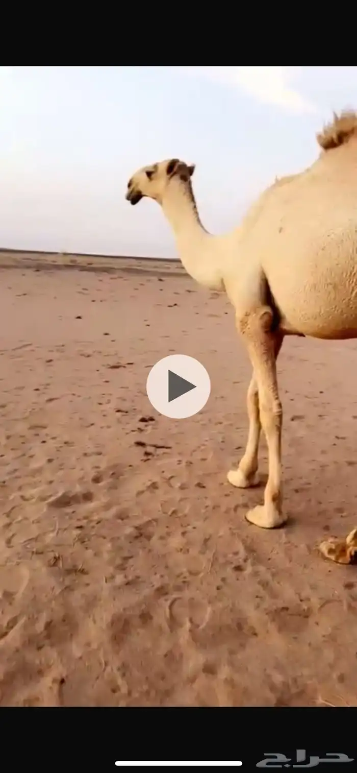 قعود باتلي علومه واتس 0