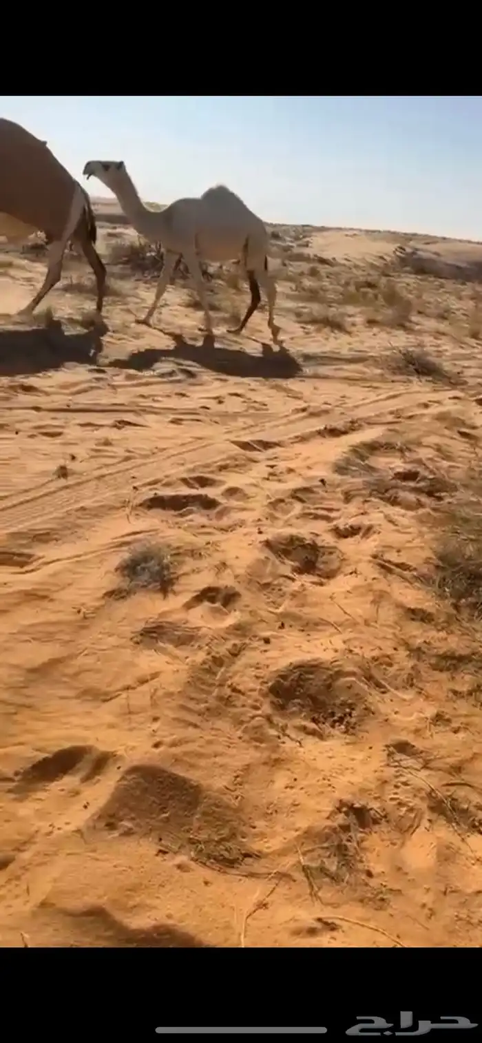 بكار مراح طيبات عدد 2 1