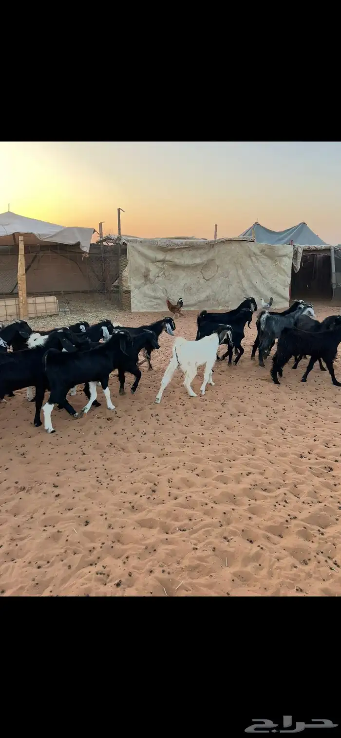 غنم تيوس عوارض العدد 17 للبيع الموقع الخرج 6