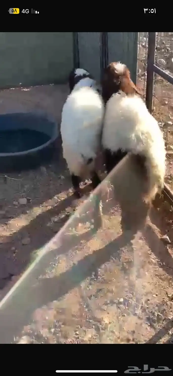 رخال نعيم ونجديات للبيع على السوم 7