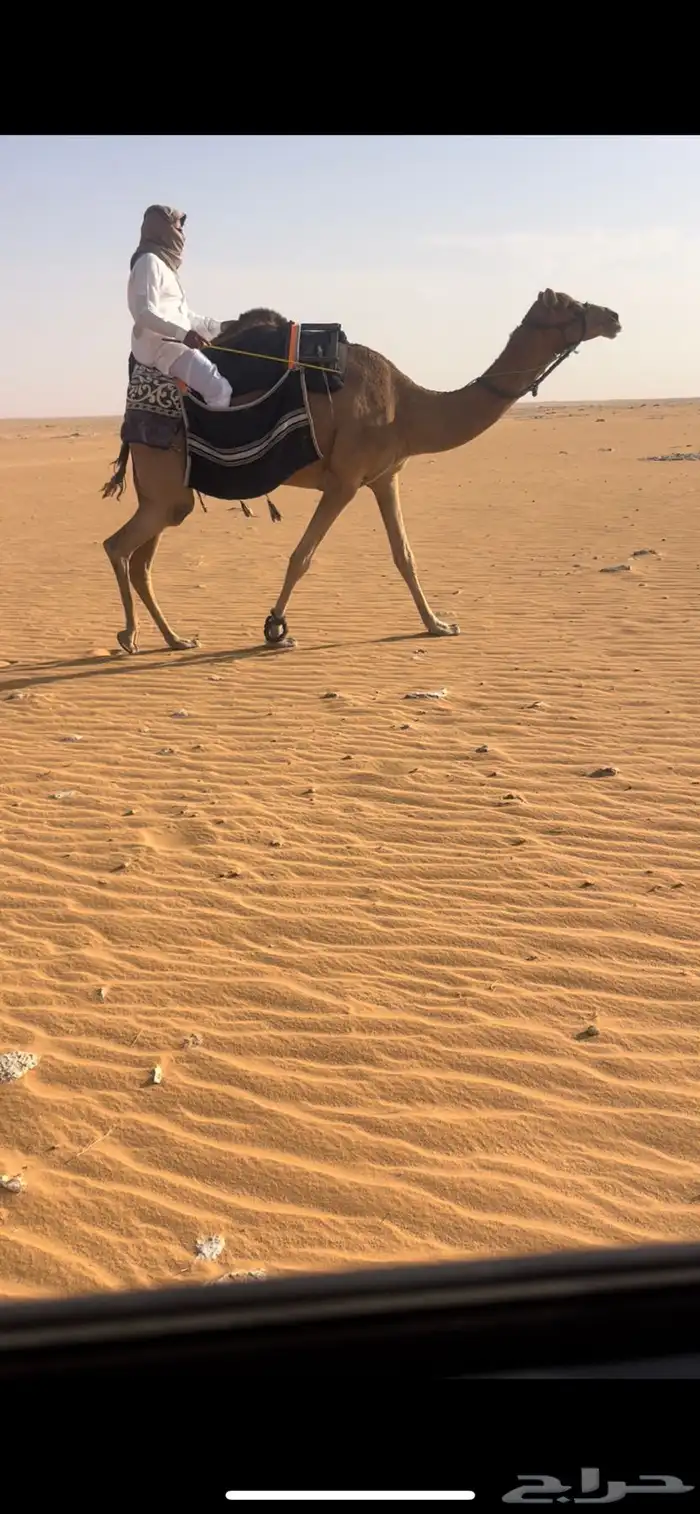 رحول ابل طيبه 0