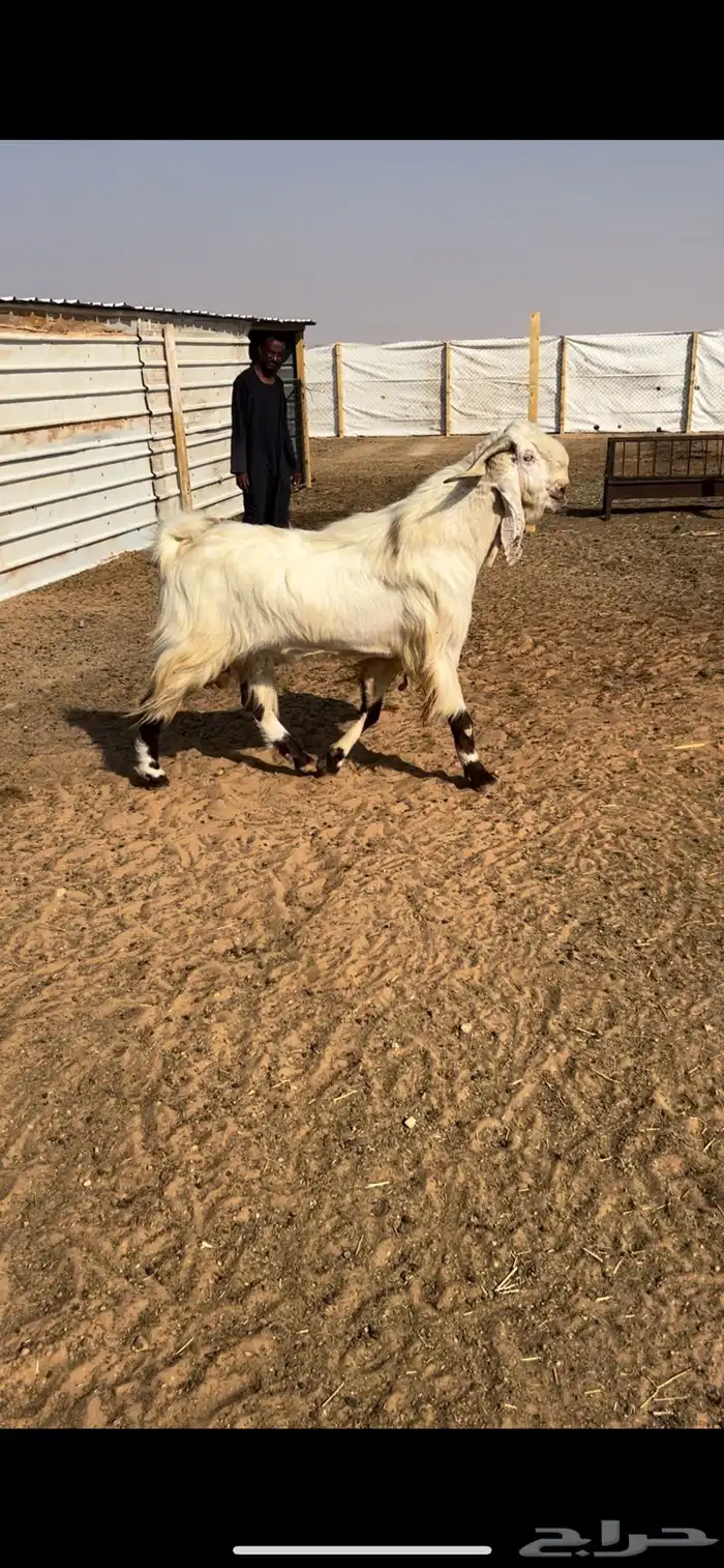 للبيع معزاء مراح خصم 3