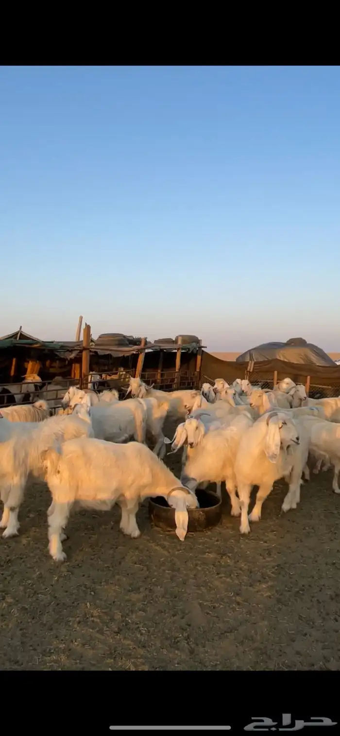 معزا مصريات مراح بفحولها 22