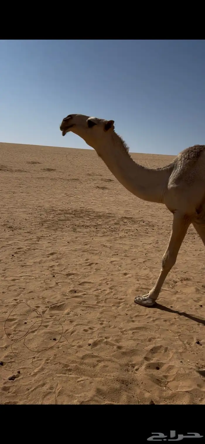 بكره كفوه سنه لقه 1