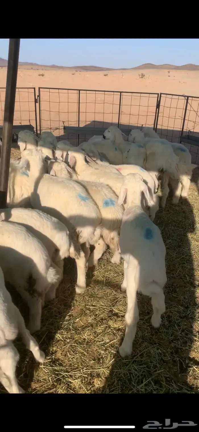 البيع بهم حري 0