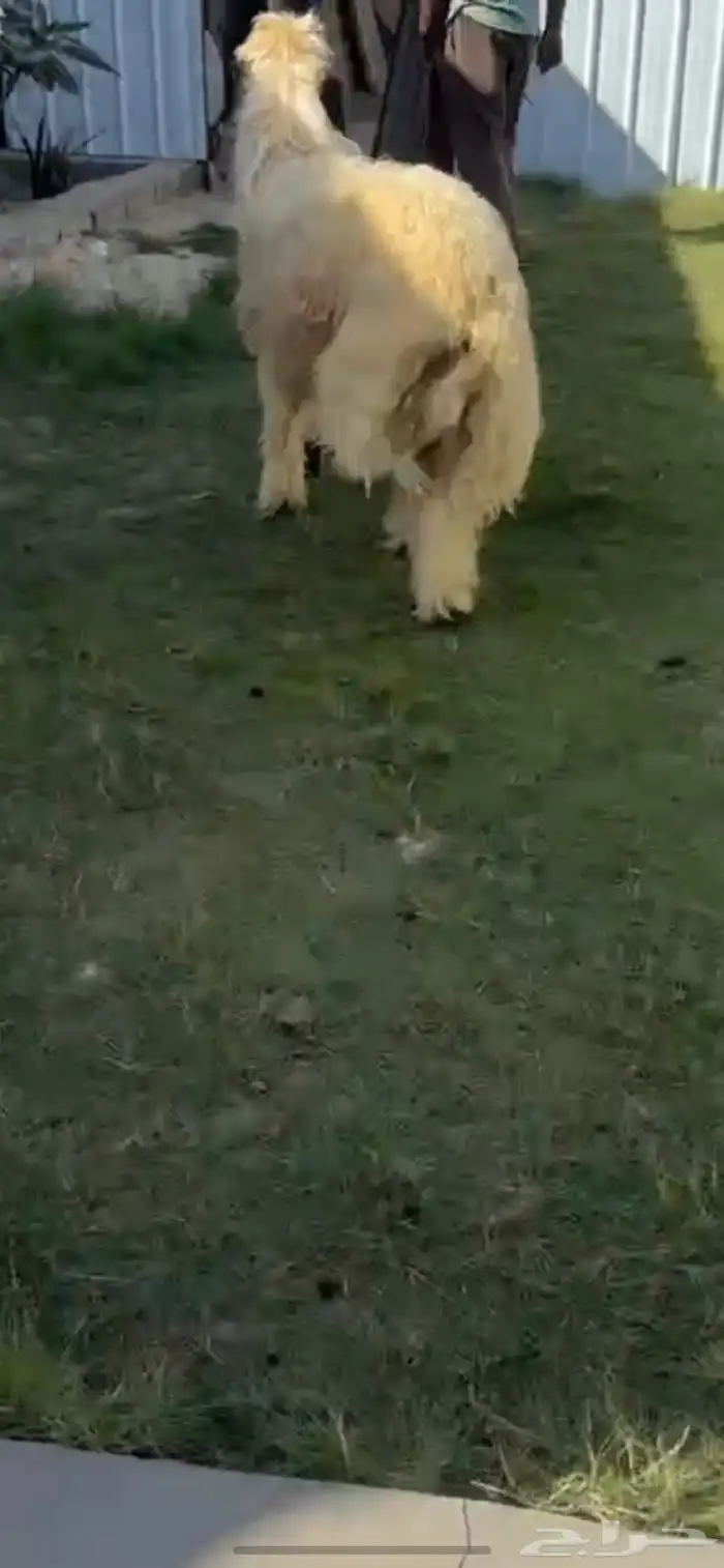 خروف جذع فاخر 1