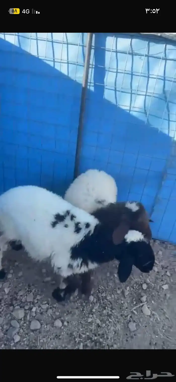 رخال نعيم ونجديات للبيع على السوم 5