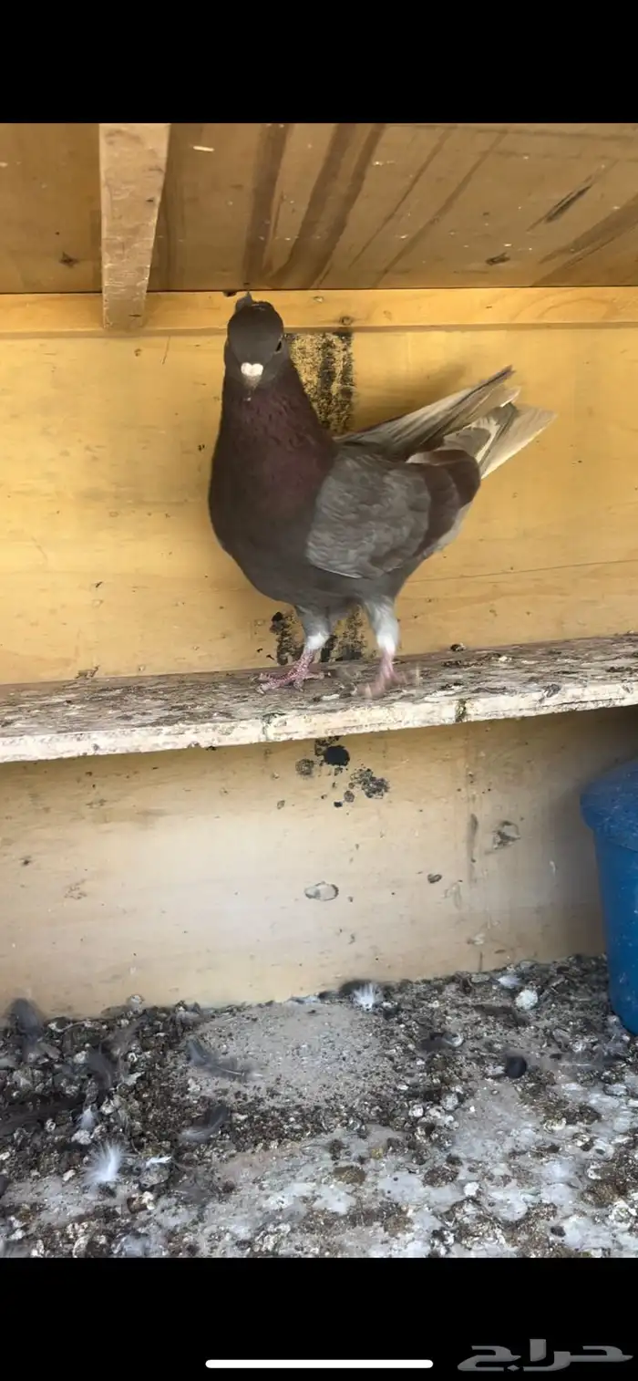 حمام قطيفي للبيع (تم البيع ) 7