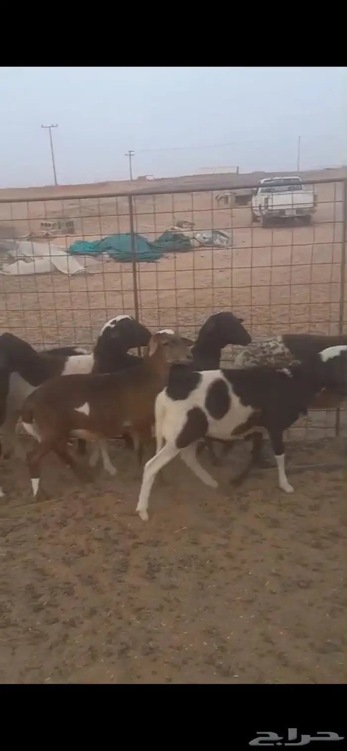 خرفان هجين دورب وبربري 0