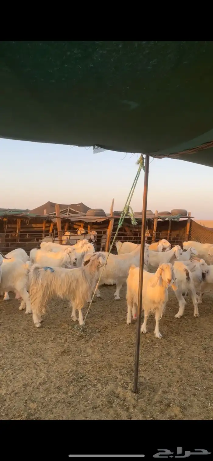 معزا مصريات مراح بفحولها 18