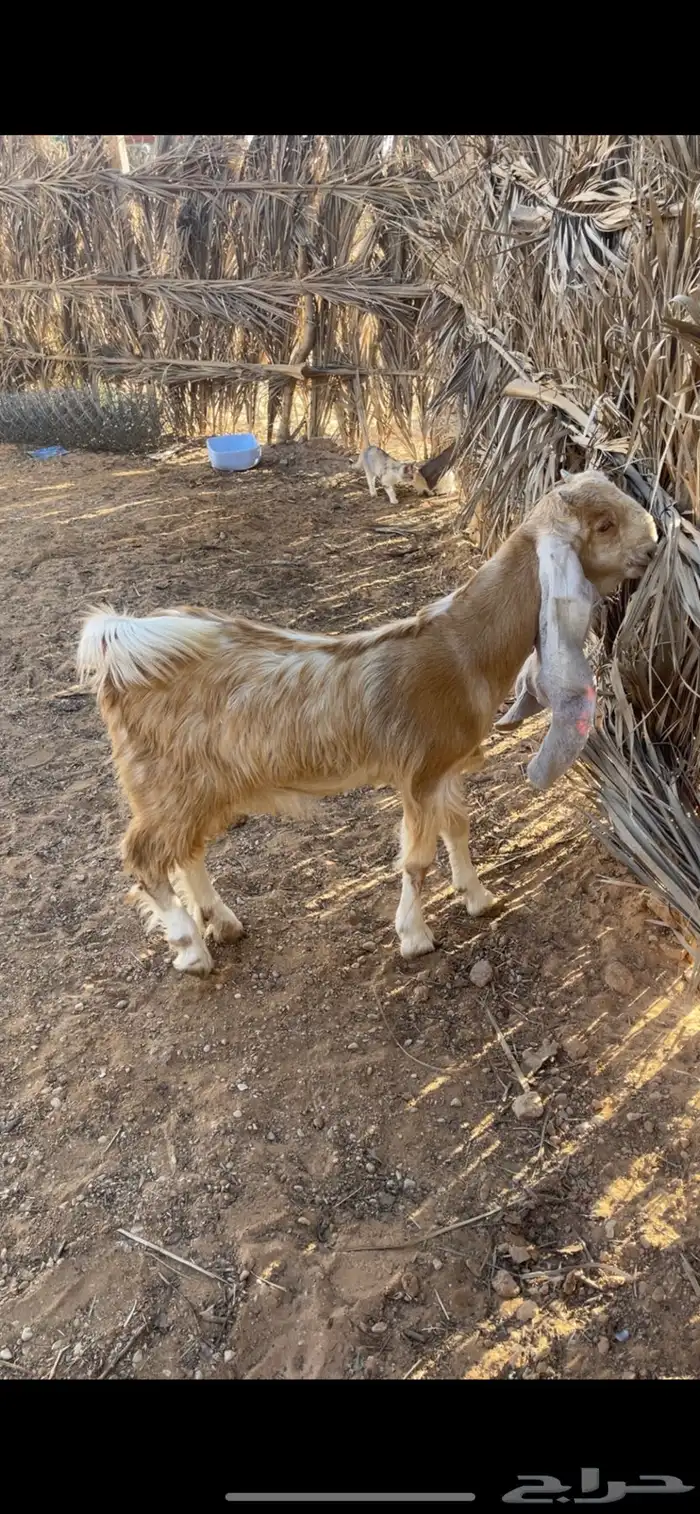 جفره للبيع 0