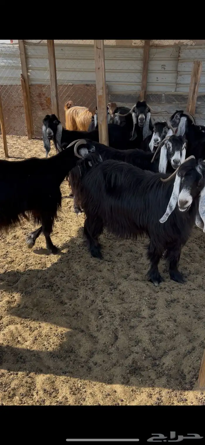 معزا للبيع 11 راس 0